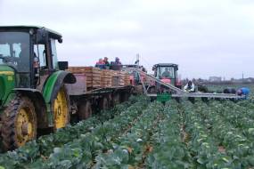 Transportador para cargar verduras