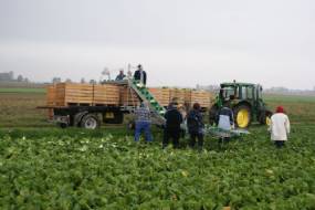 Transportador para cargar verduras