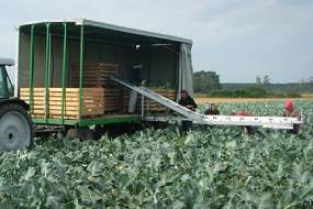 Transportador para cargar verduras