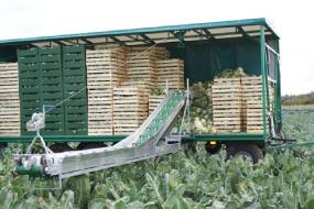 Transportador para cargar verduras