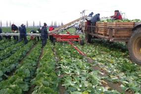 Transportador para cargar verduras