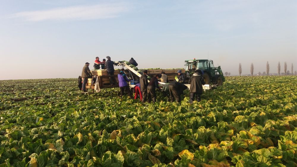 Transportador para cargar verduras