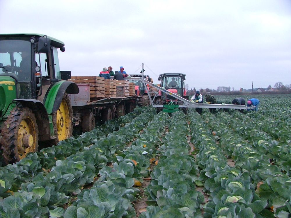 Transportador para cargar verduras