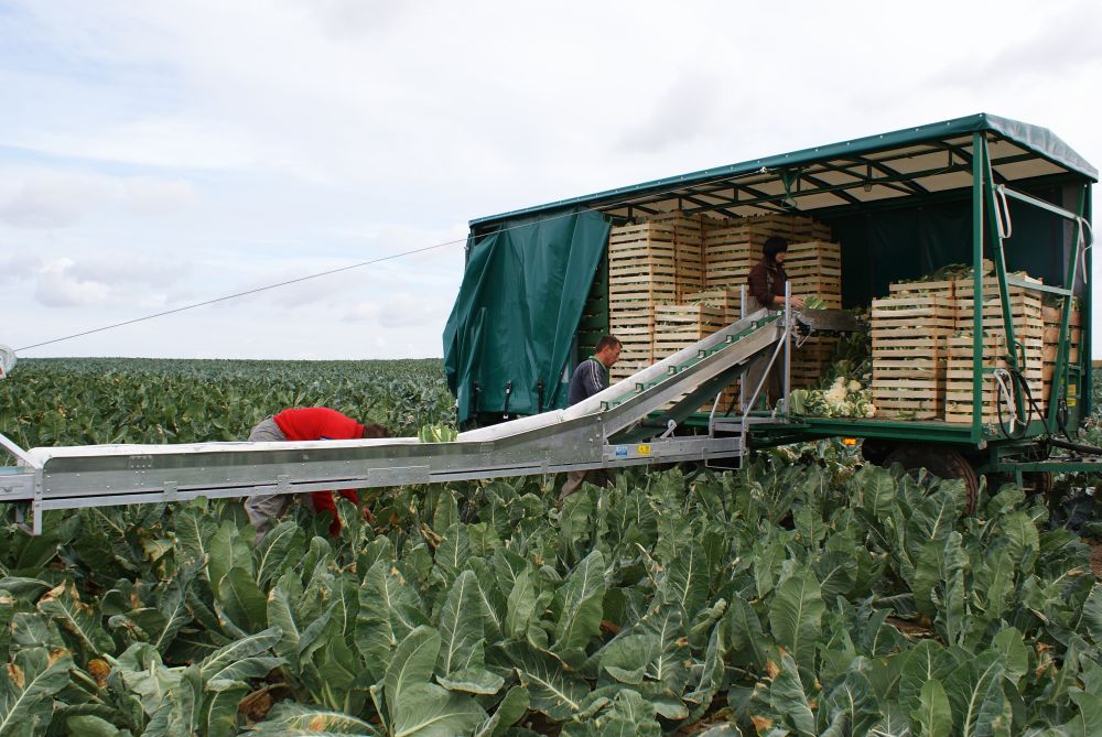 Transportador para cargar verduras