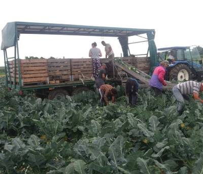 Transportador para cargar verduras